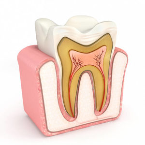 Tooth Structure